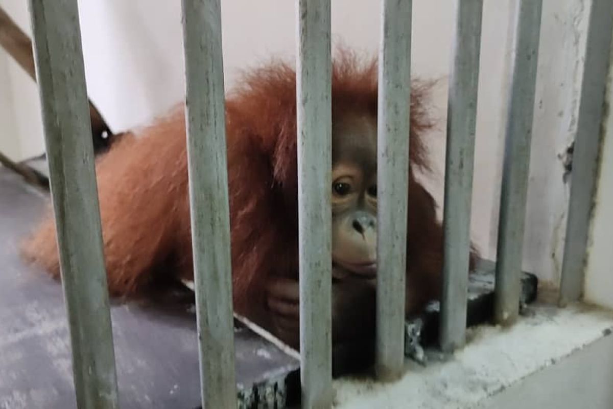 Sembilan orang utan dari Malaysia direpatriasi ke Indonesia