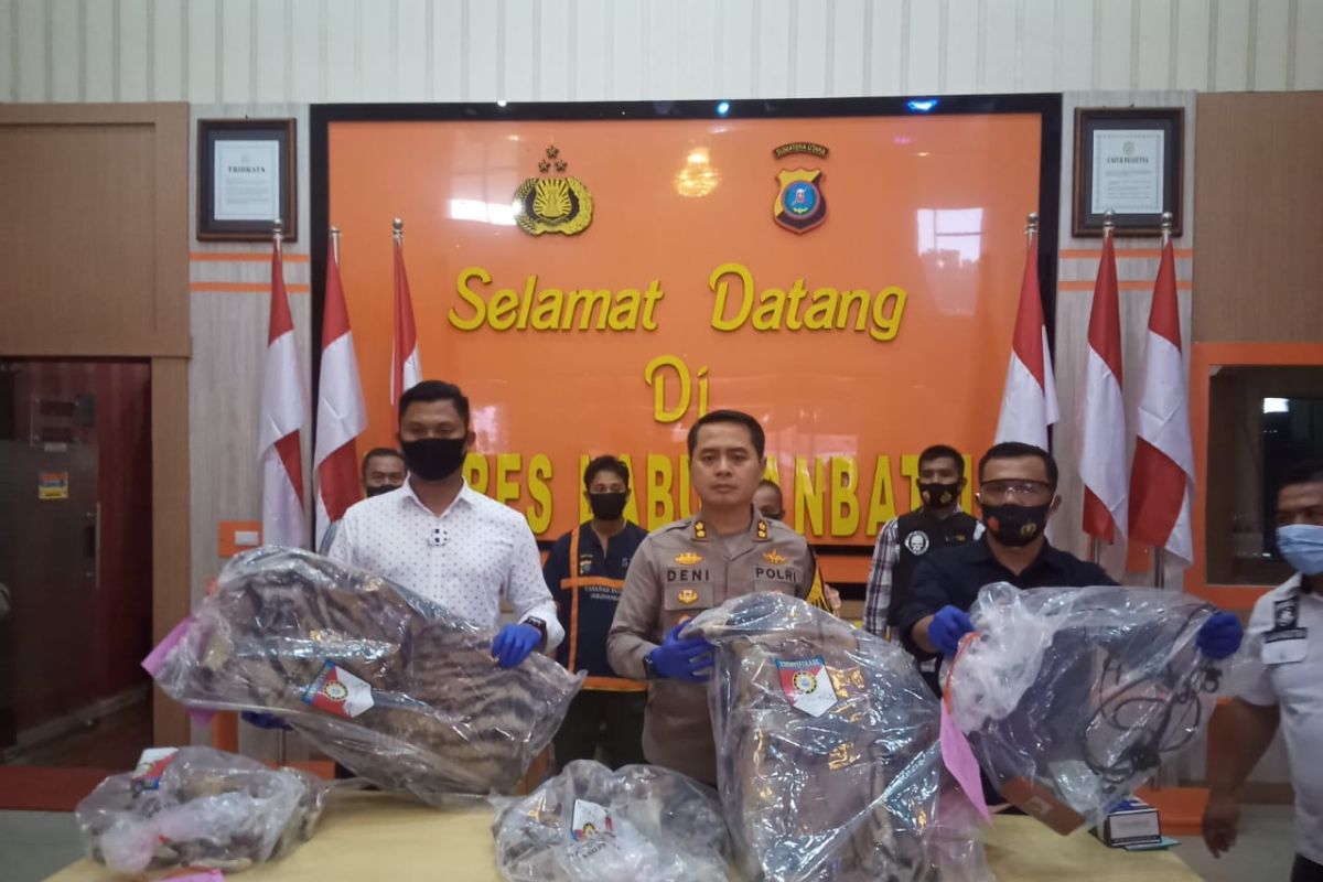 Polres Labuhanbatu gagalkan perdagangan Harimau Sumatera