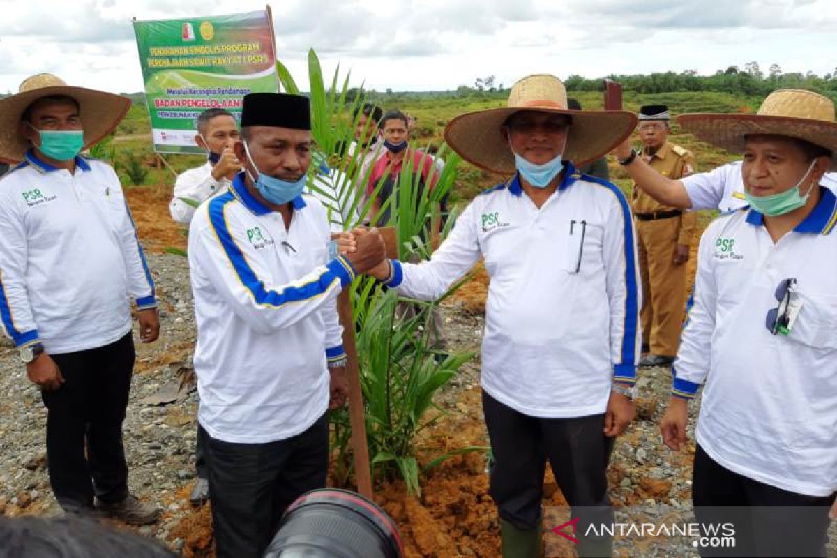 Pemkab replanting 5.385 ha kelapa sawit milik 2.689 petani di Nagan Raya