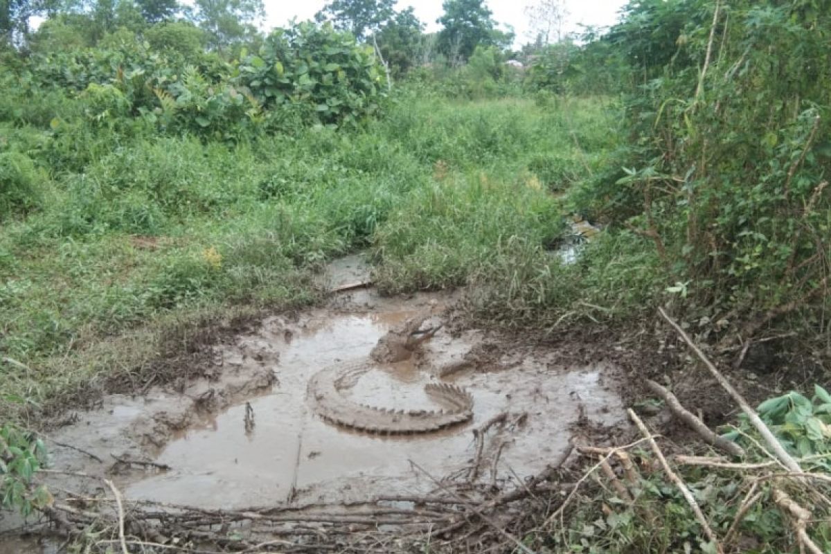 Warga Tanjungpinang tangkap buaya berukuran 2,5 meter