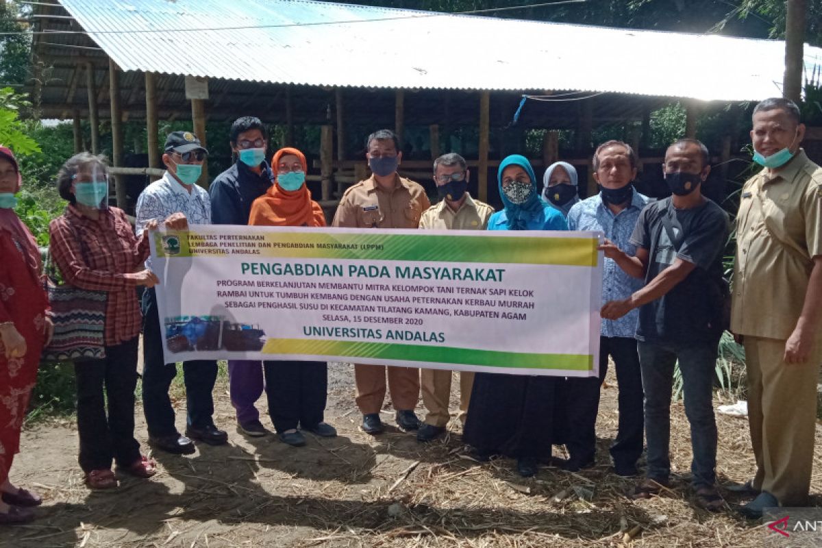 Pengabdian Masyarakat Unand -- Membantu Usaha Berkembang Ternak Kerbau Murrah Penghasil Susu (Dadiah) di Kelompok Tani Ternak Kelok Rambai Nagari Kapau