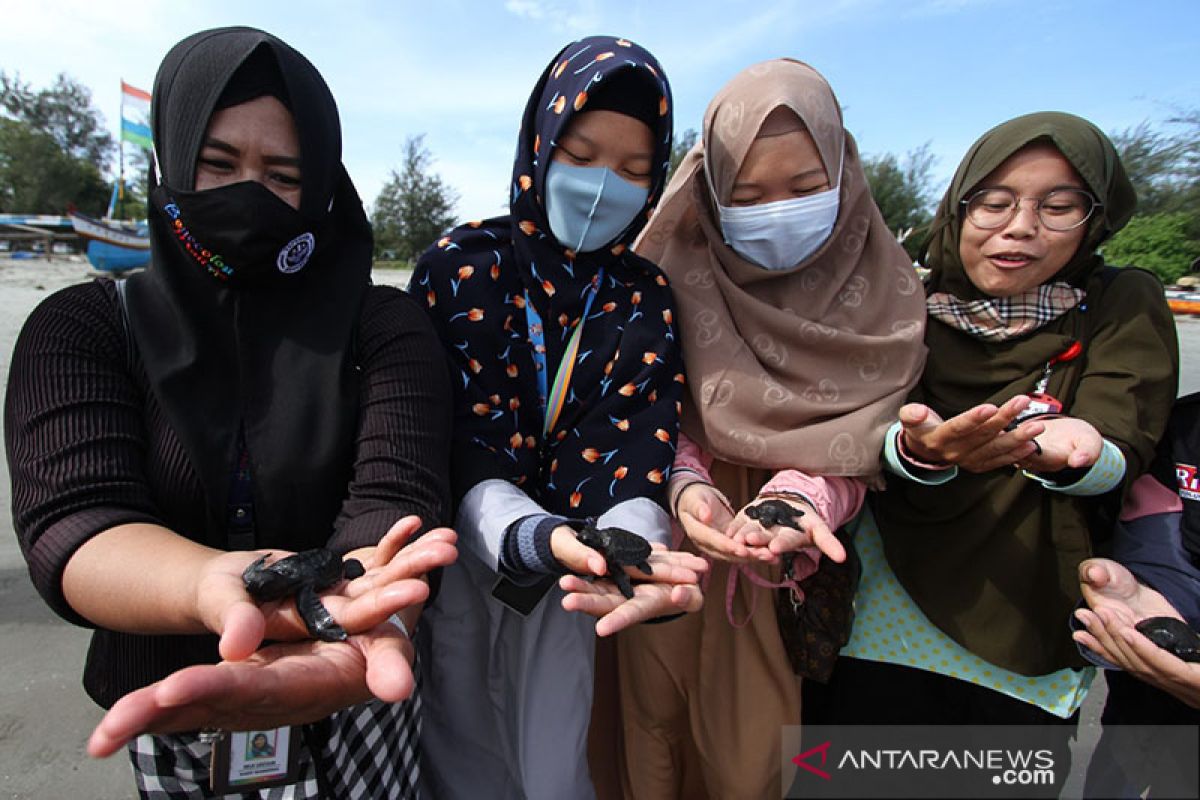 Lintas generasi sinergi kelola penangkaran penyu di Bengkulu (Bagian2)