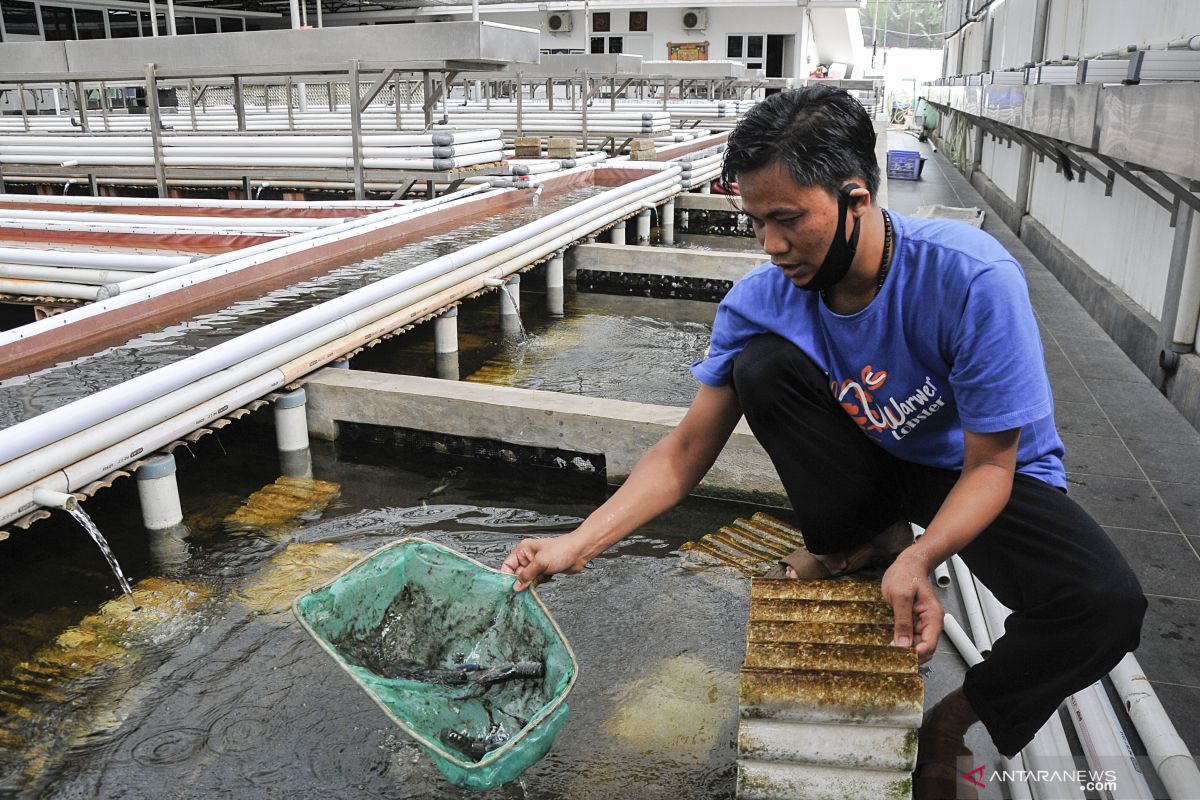 Keberhasilan teknologi budi daya lobster perlu segera disosialisasikan