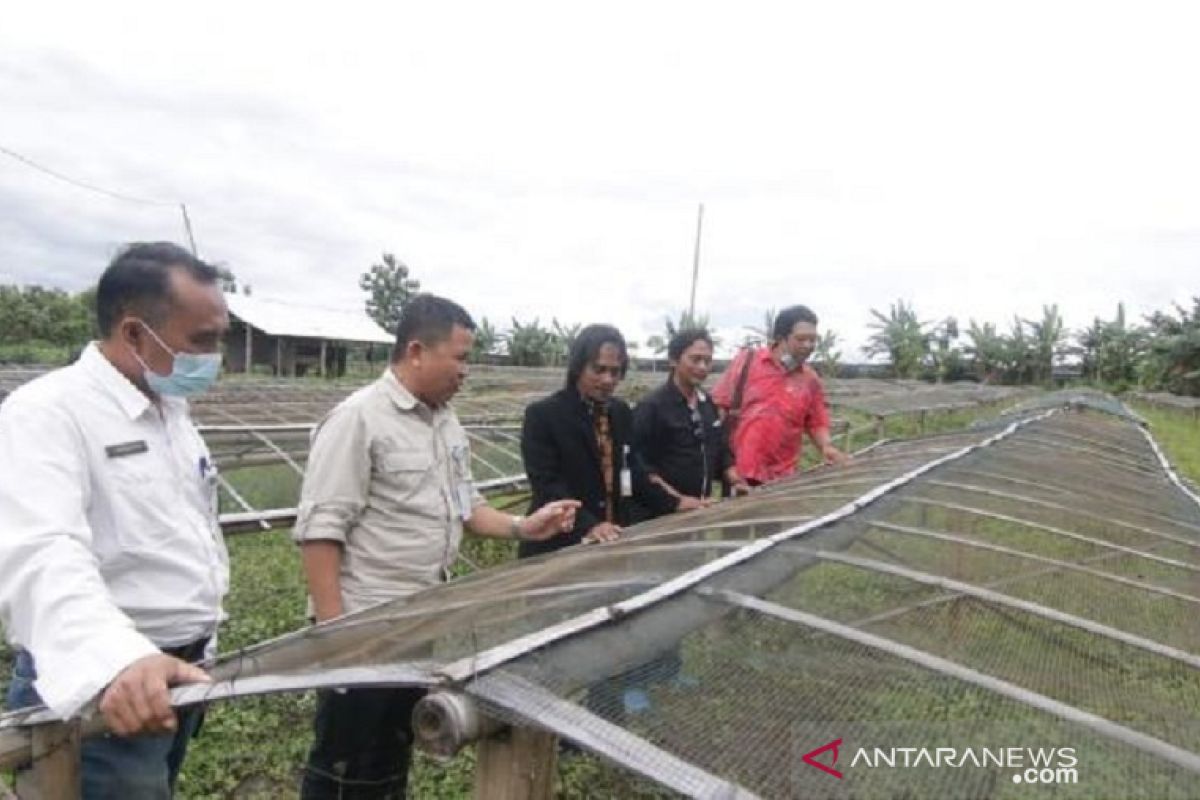 Bangka Belitung siapkan 1.000 hektare bekas tambang kembangkan komoditas porang