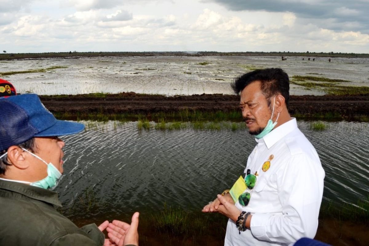 Pengolahan lahan kawasan food estate hampir selesai