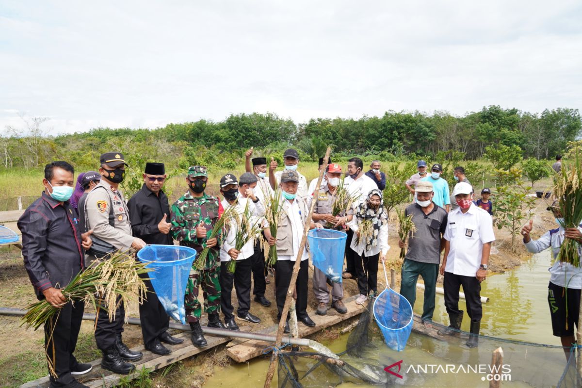 Dinas Perikanan Tanah Bumbu panen perdana program percontohan minapadi