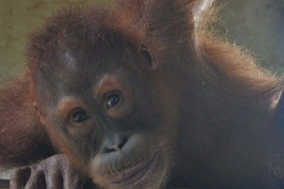 Tiga ekor orangutan di Kotim diselamatkan BKSDA dalam sehari