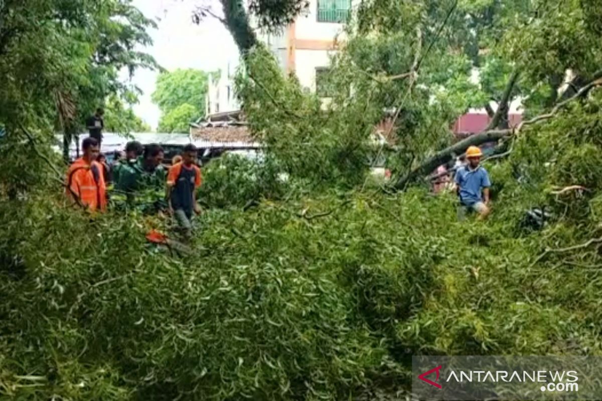 Hujan lebat disertai angin kencang di Metro, satu rumah dan enam kendaraan tertimpa pohon