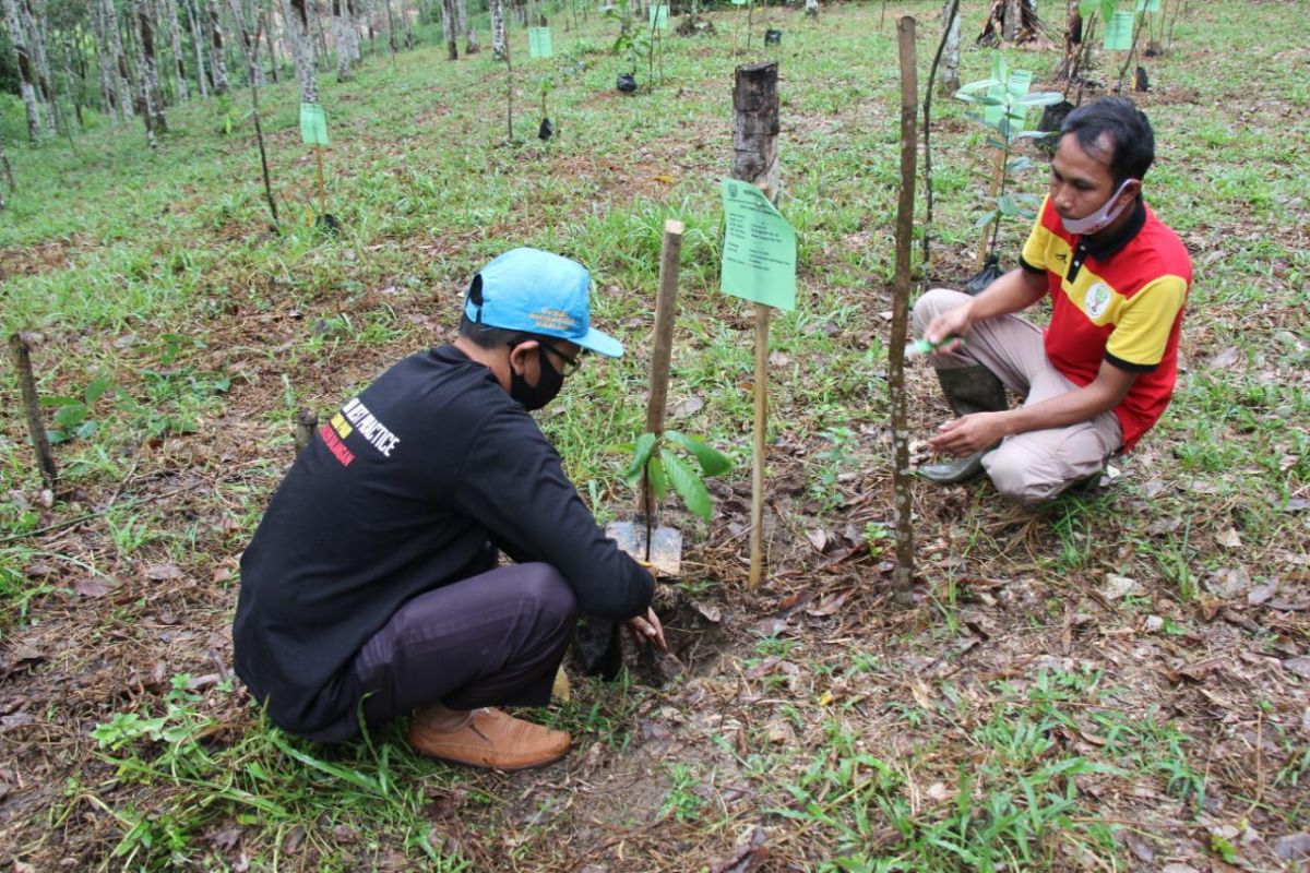 Balitbangda Balangan tanam 200 pohon peringati hari menanam pohon nasional