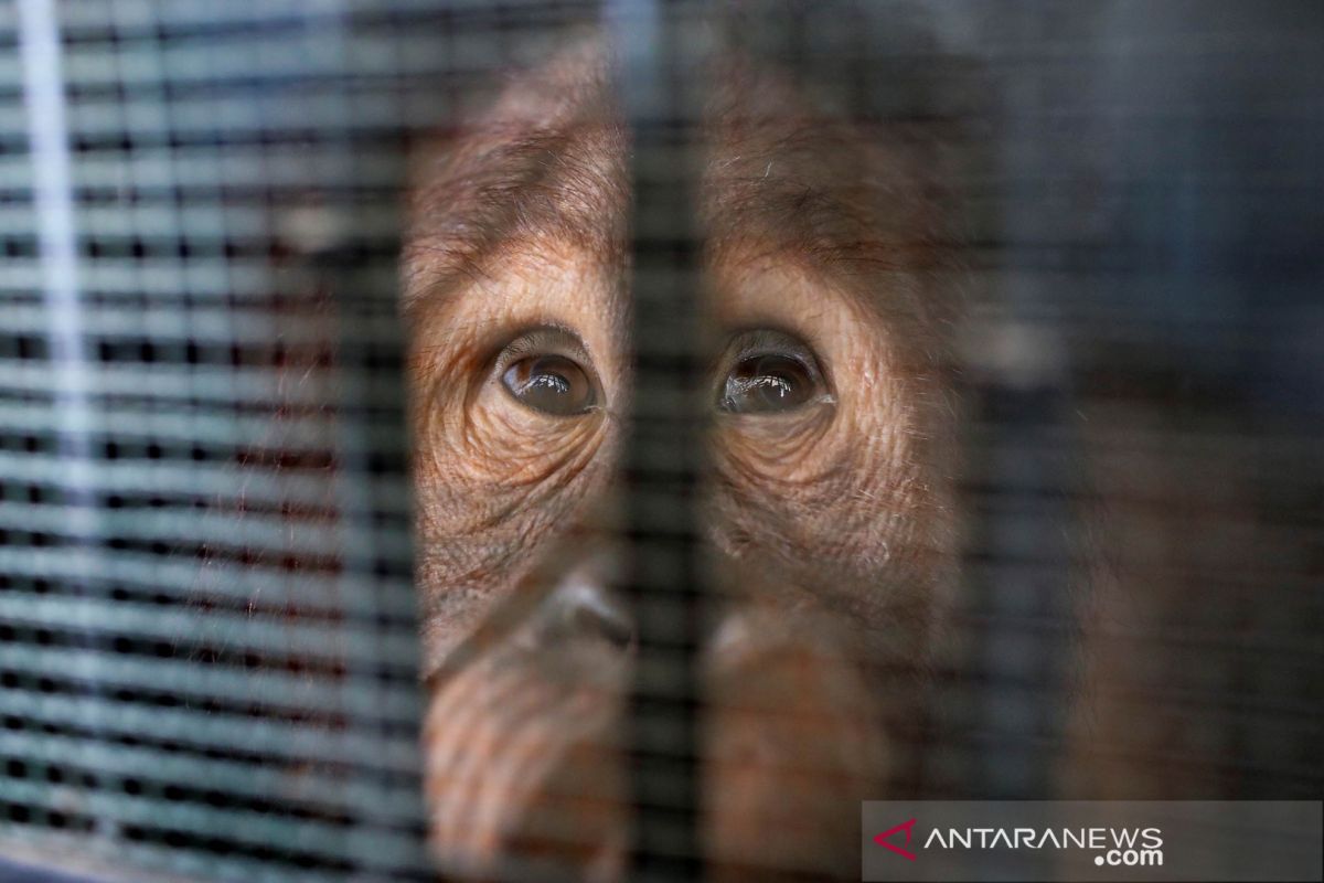11 orangutan sumatera dipulangkan ke Indonesia