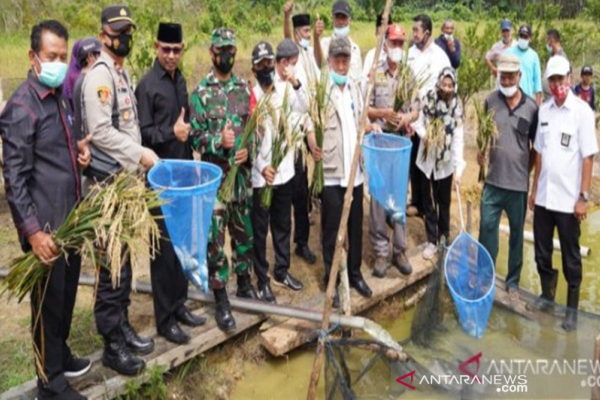 Tanah Bumbu kembangkan minapadi dukung ketahanan pangan