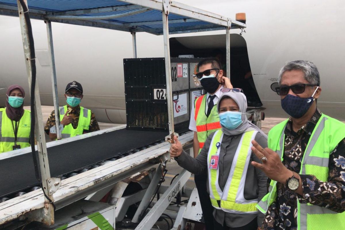 Garuda Indonesia gratiskan penerbangan repatriasi orang utan Sumatera