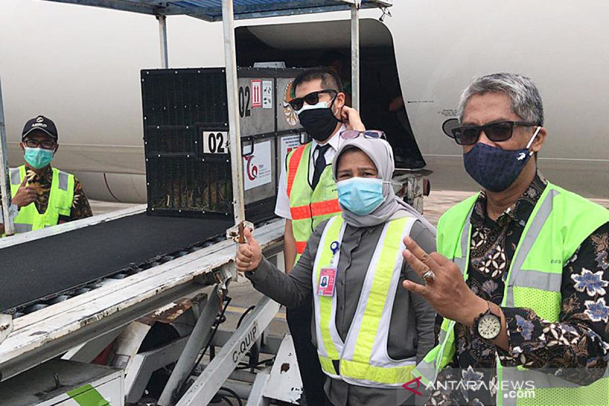 Garuda Indonesia gratiskan penerbangan repatriasi orang utan Sumatera
