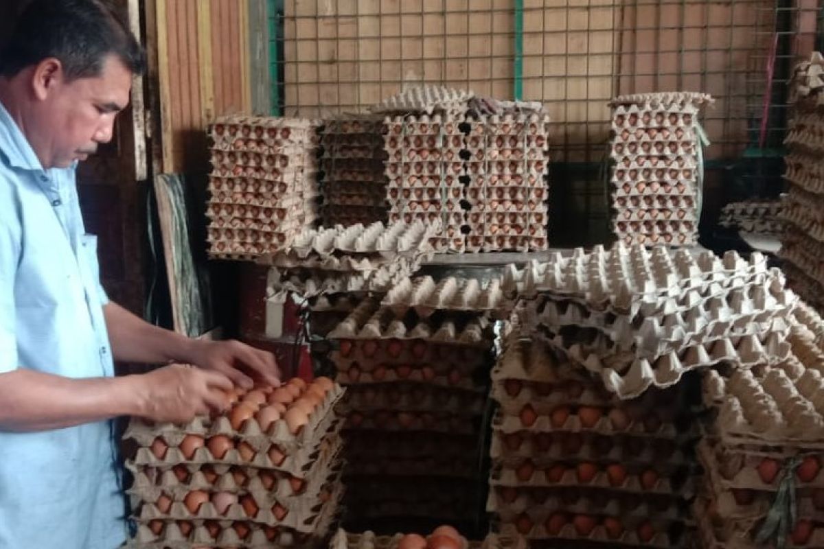 Harga telur ayam di Lambaro tembus Rp52 ribu per papan