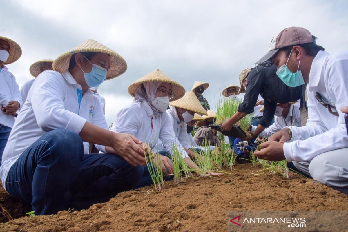Pemkab Purwakarta siapkan 30 hektare untuk pengembangan bawang merah