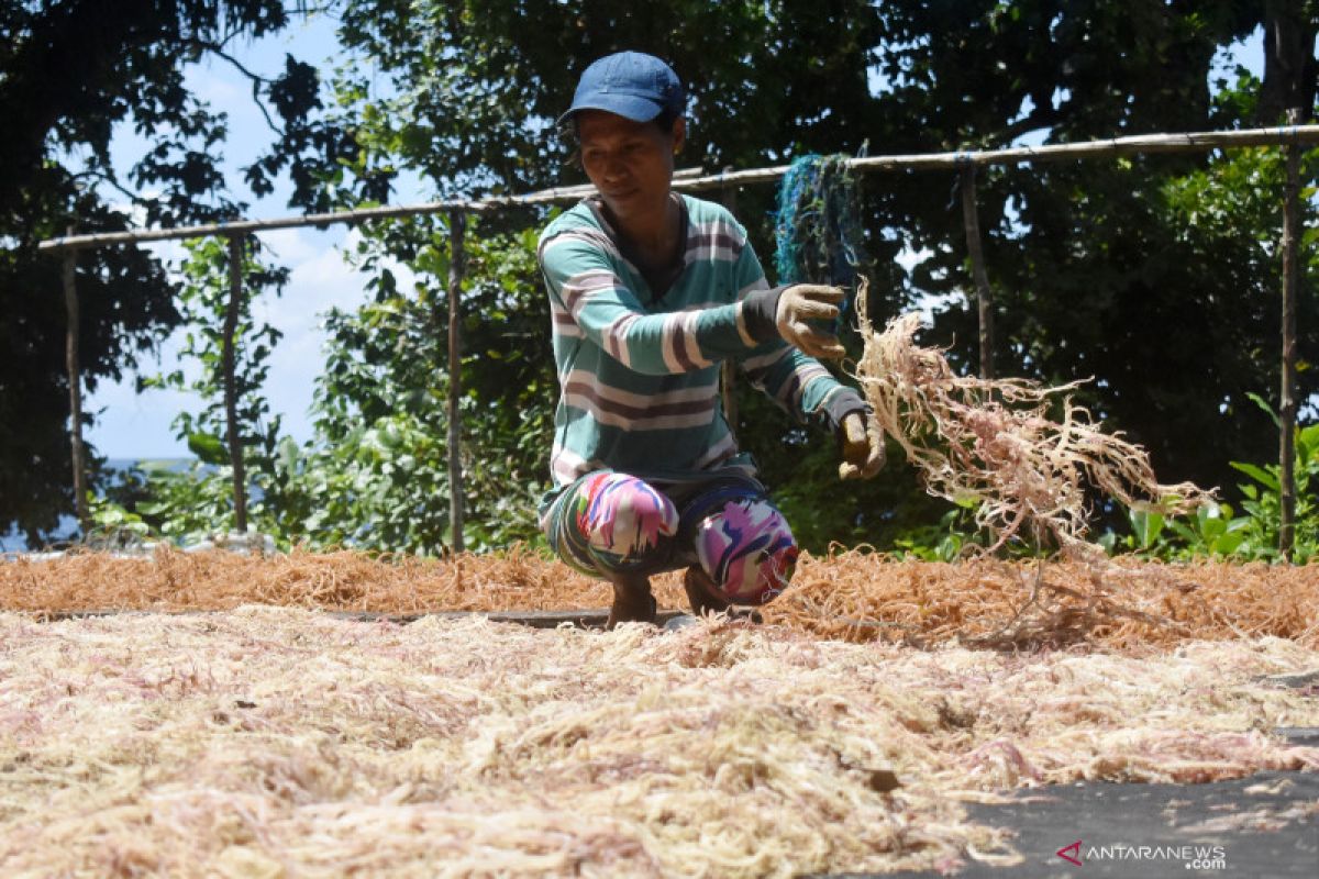 Kisah sukses budidaya rumput laut dari negeri Nuruwe