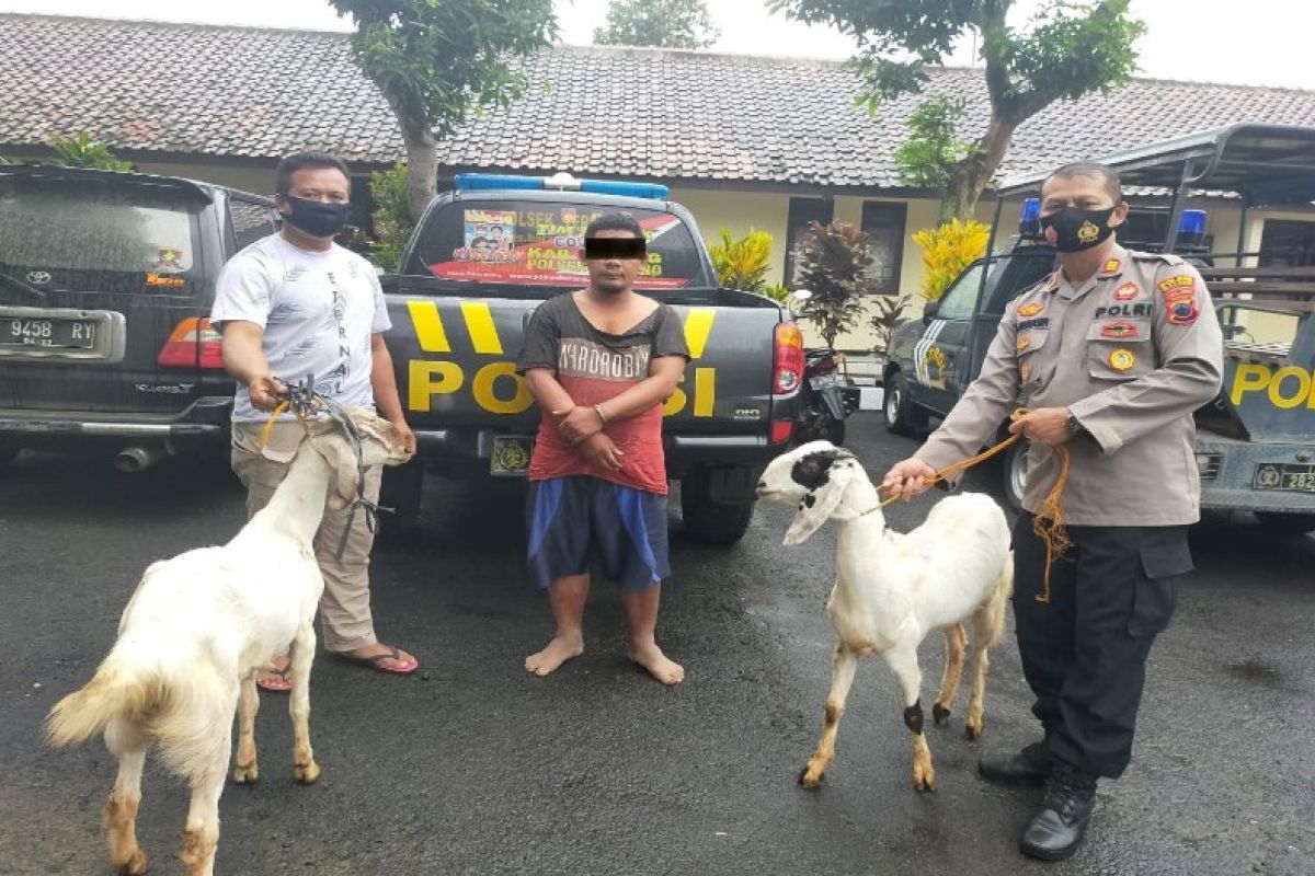 Polres Batang ringkus tersangka pencurian hewan ternak