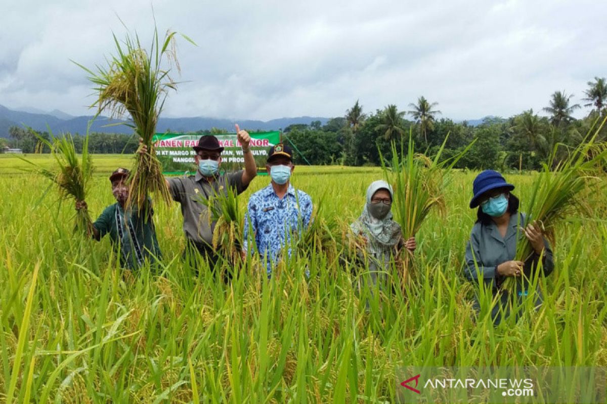 Petani di Kulon Progo panen raya padi premium varietas lokal "Menor"
