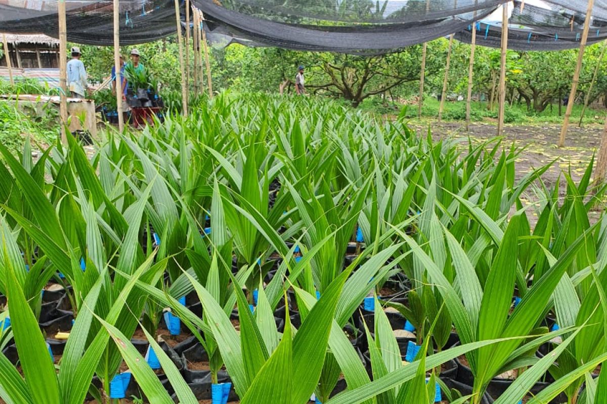 Penangkar siap menyukseskan program pengembangan kelapa genjah