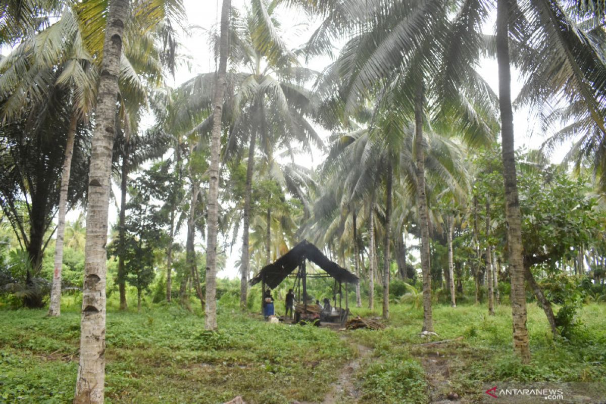 Antara kopra dan sopi di Negeri Nuruwe