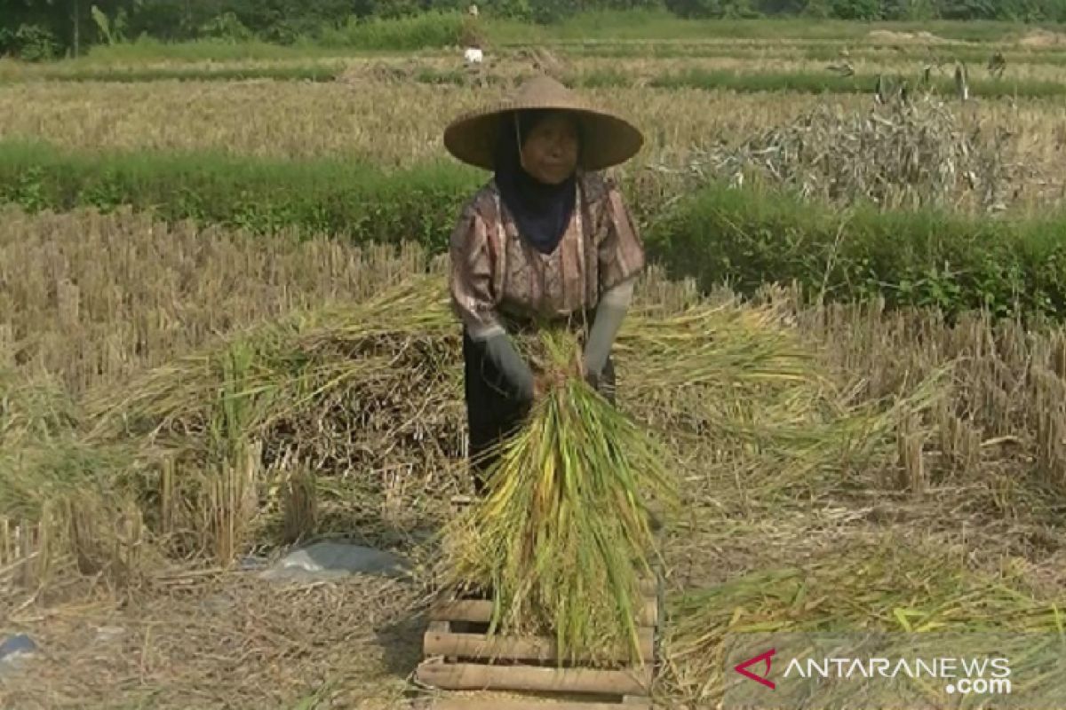 Petani Sukabumi kesulitan mendapatkan pupuk subsidi