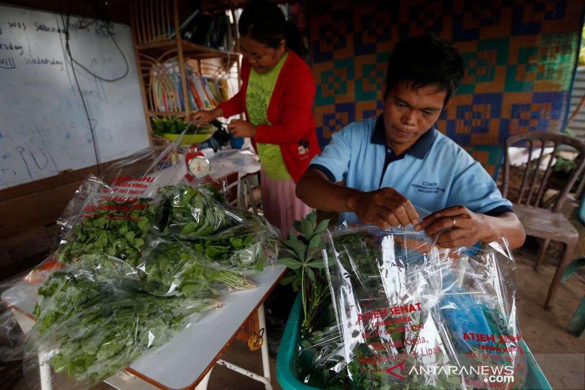 Budidaya sayur organik di Aceh Besar