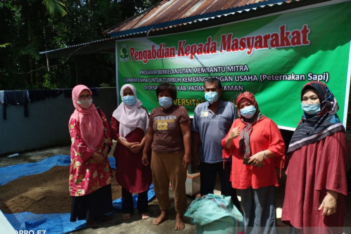 Program berkelanjutan bantu penggemukan sapi mitra UMKM Elvina di Padang Pariaman.