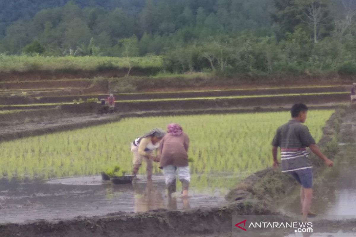 Produksi padi di Belitung meningkat ditengah pandemi COVID-19