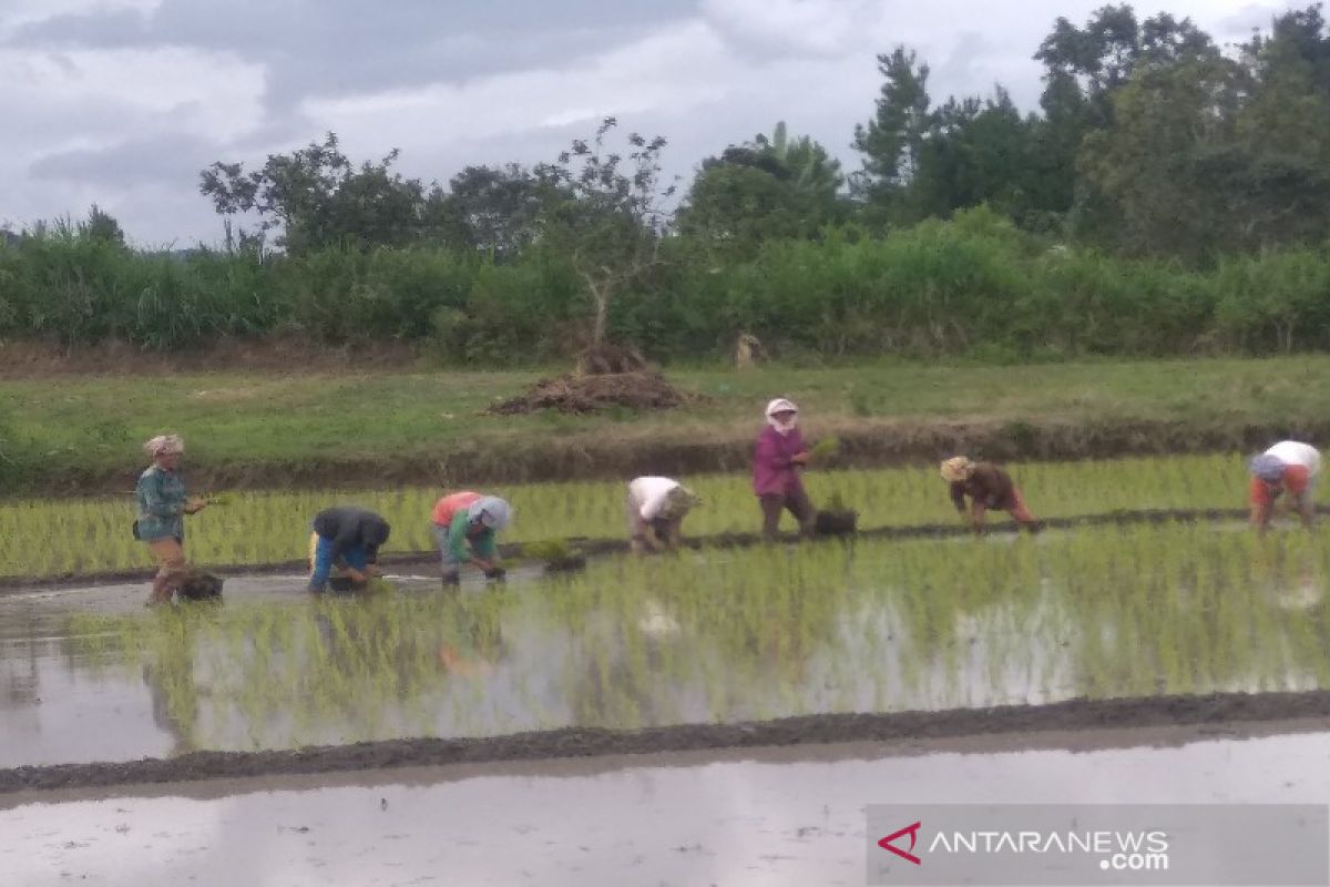 Musim tanam raya padi di 10 kecamatan se-Taput