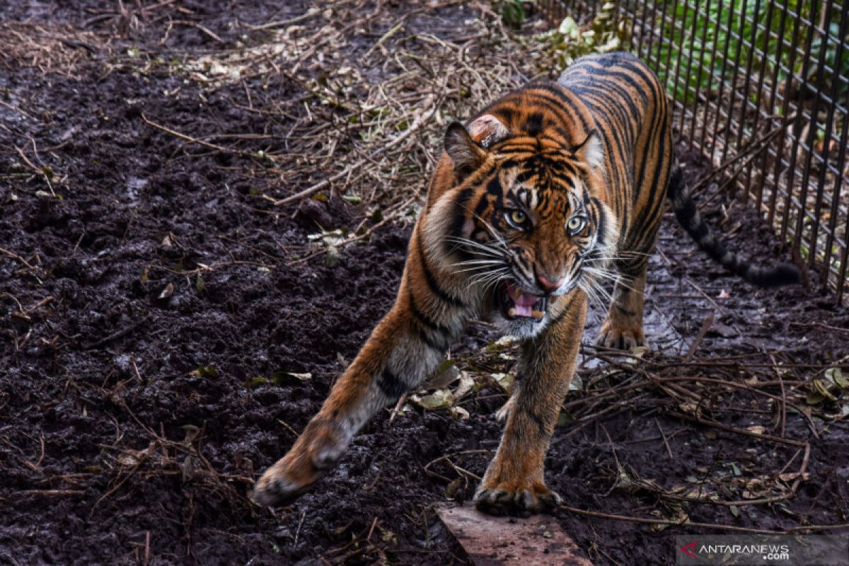 Harimau Sumatera mudah mangsa ternak warga yang tidak dikandangkan