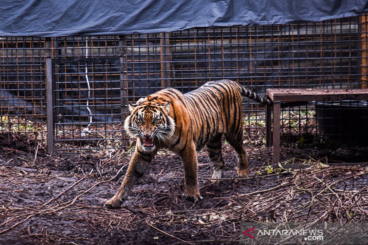 Akhiri rehabilitasi, harimau Corina dilepas untuk ketemu pasangannya