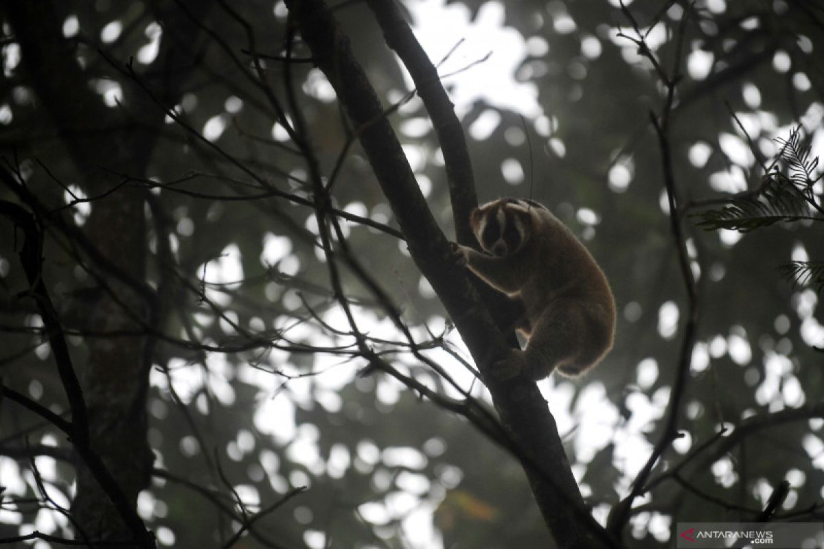 KEHATI berbagi sejumlah fakta untuk peringati Hari Primata Indonesia