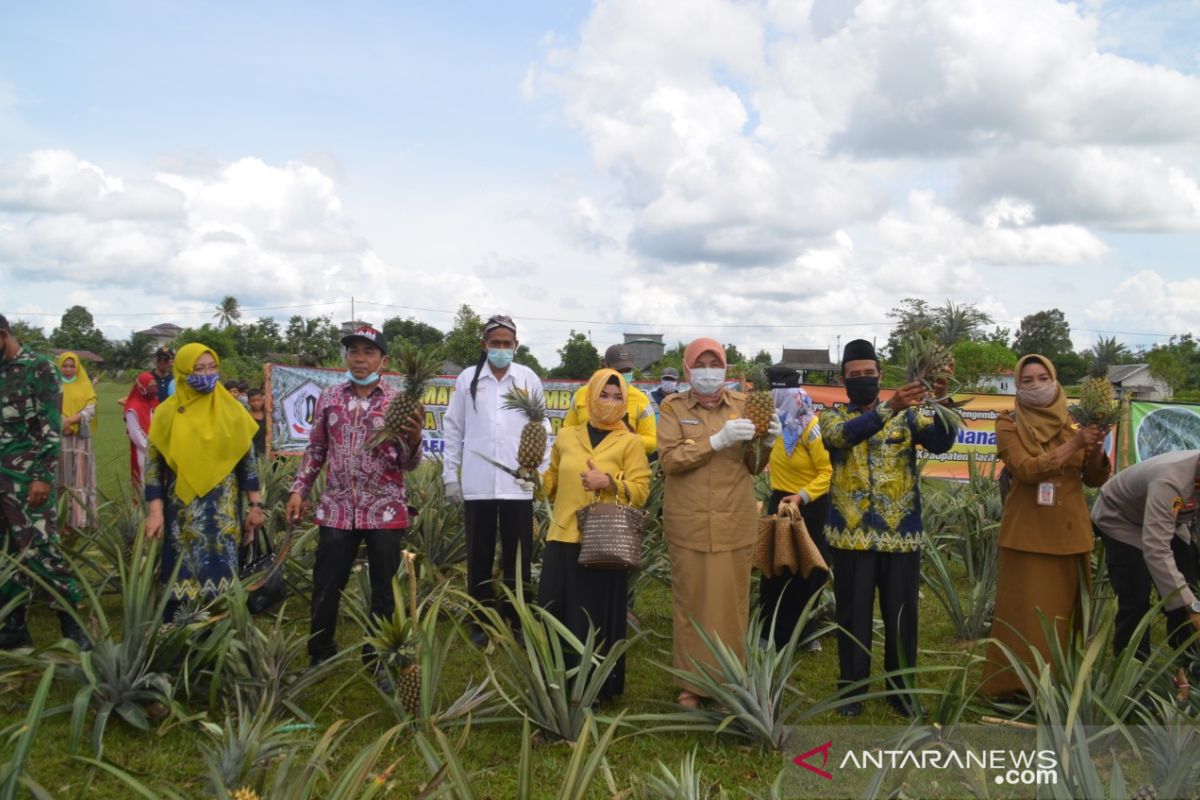Hari Jadi ke-34 Kecamatan Mekarsari diwarnai petik nenas dan produk olahan