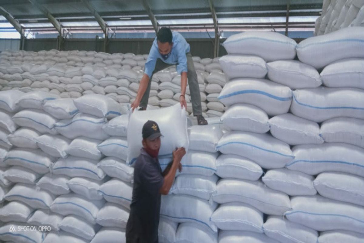 Legislator : Penundaan impor beras akan mendongkrak harga gabah