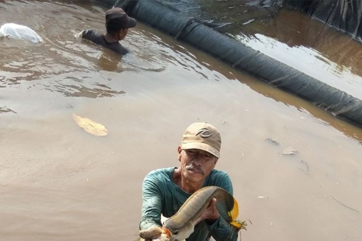 Program FAO dari GEF lebih dari 8 juta USD di Indonesia