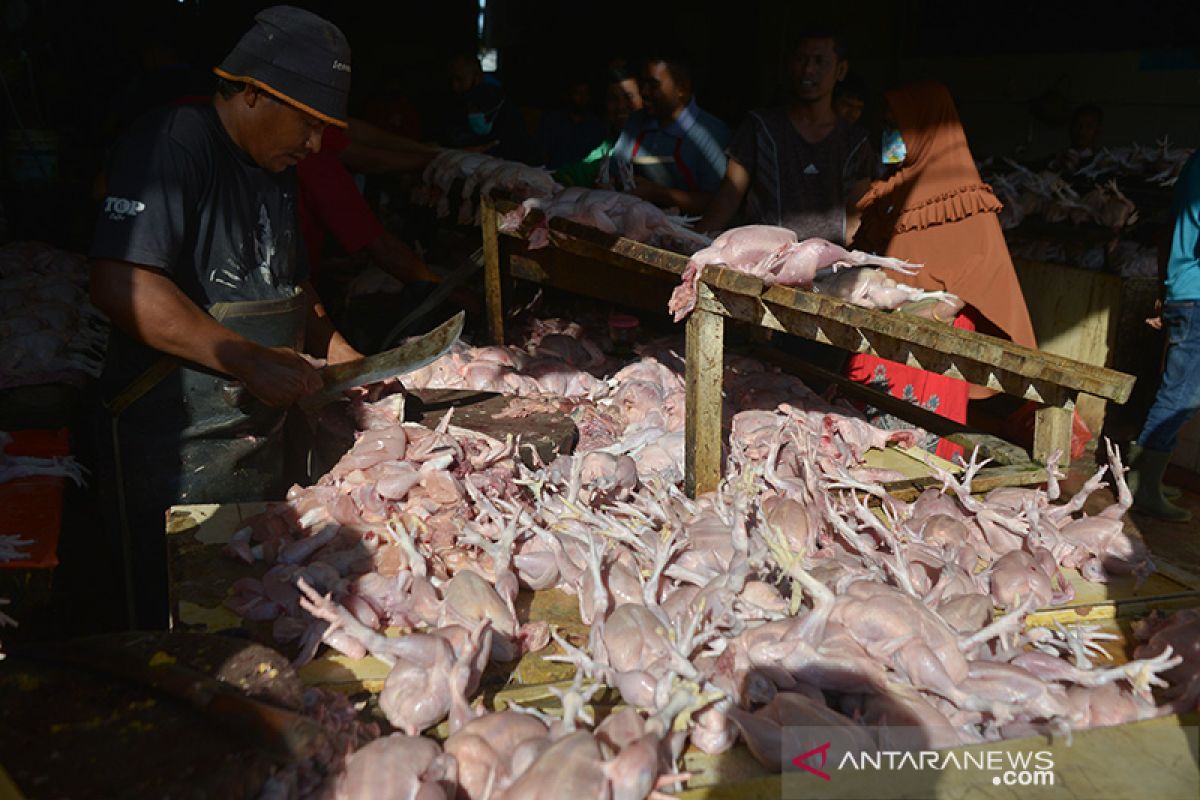 Harga daging ayam naik drastis