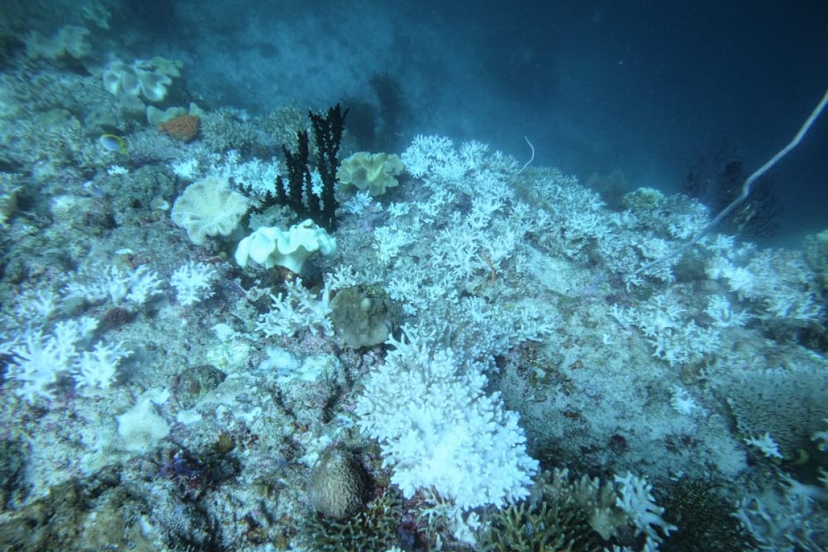 Sebagian terumbu karang di perairan Raja Ampat Papua memutih