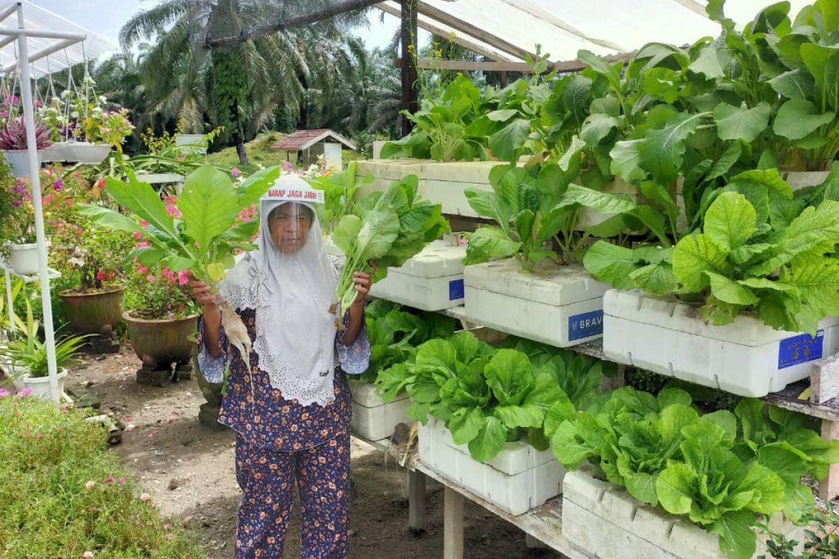 Hidup lebih hijau di perkebunan kelapa sawit Sumatera Utara