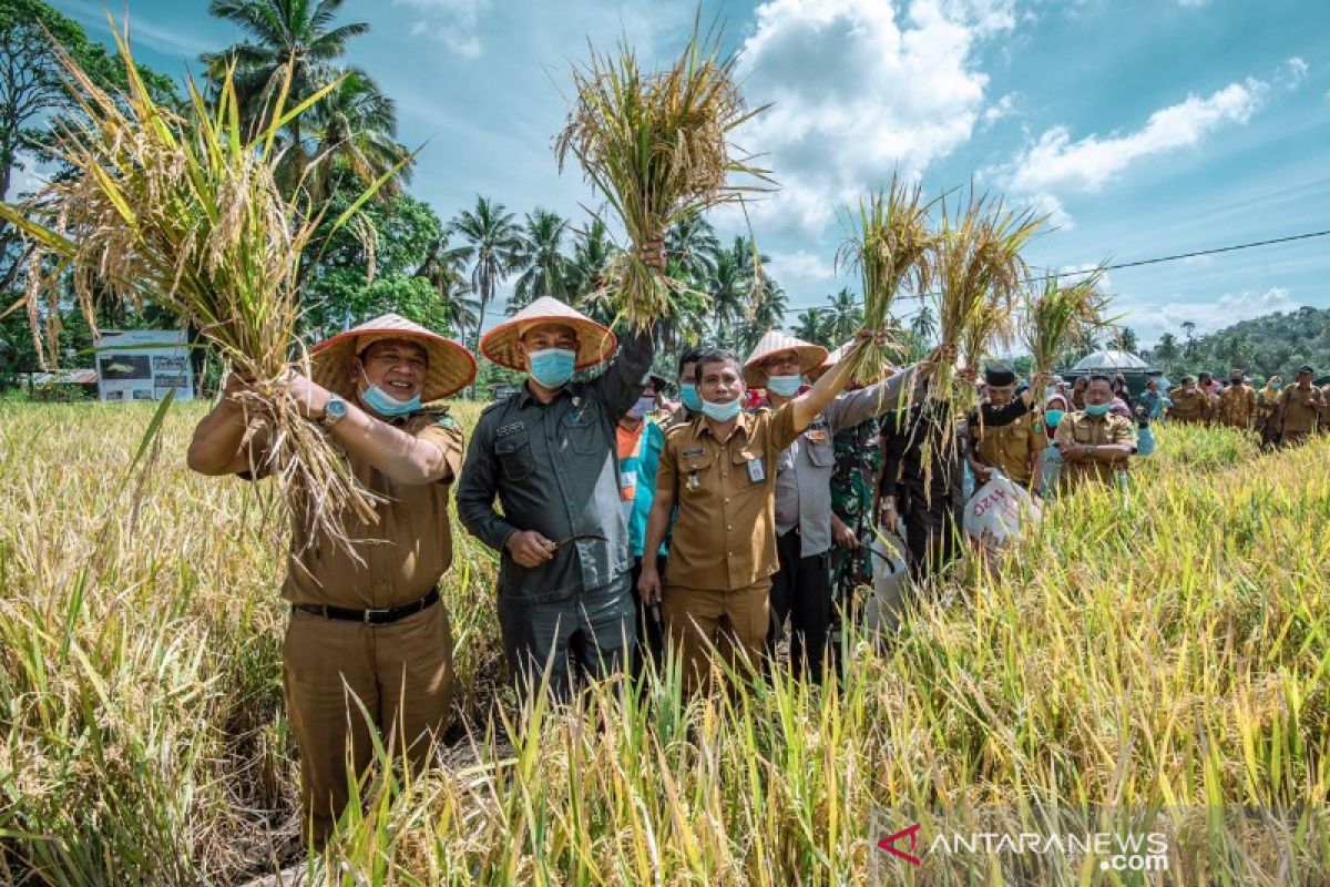 Wali Kota Padangsidimpuan panen raya di lahan 40 hektare