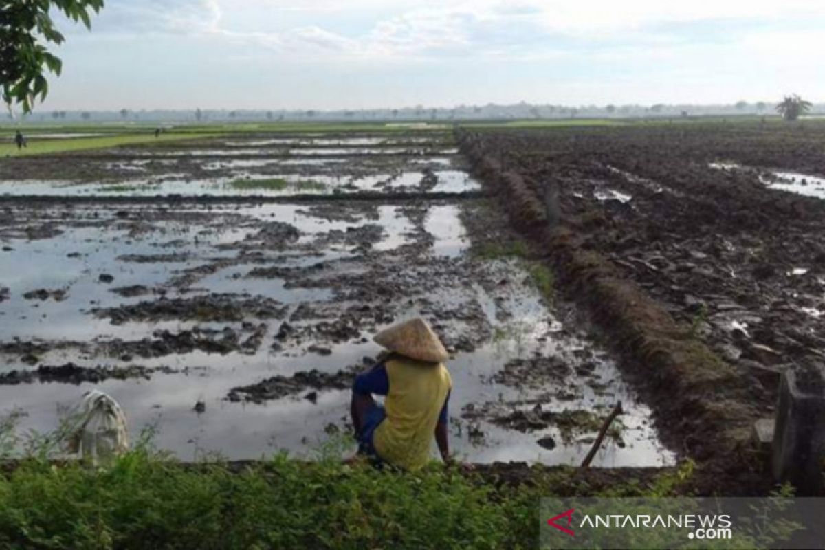 Upaya Desa mewujudkan ketahanan hadapi pandemi COVID-19