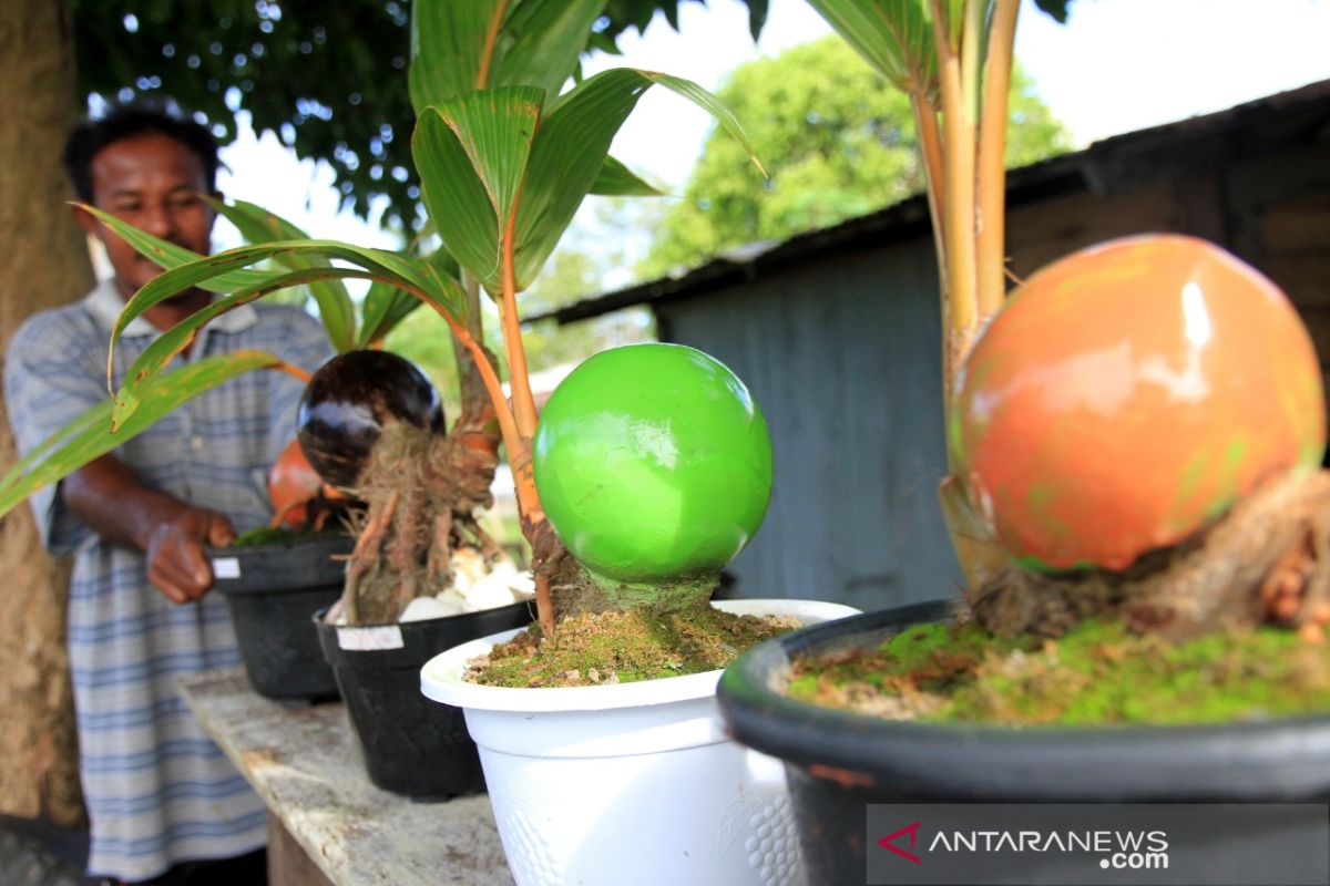 Peminat kelapa bonsay meningkat