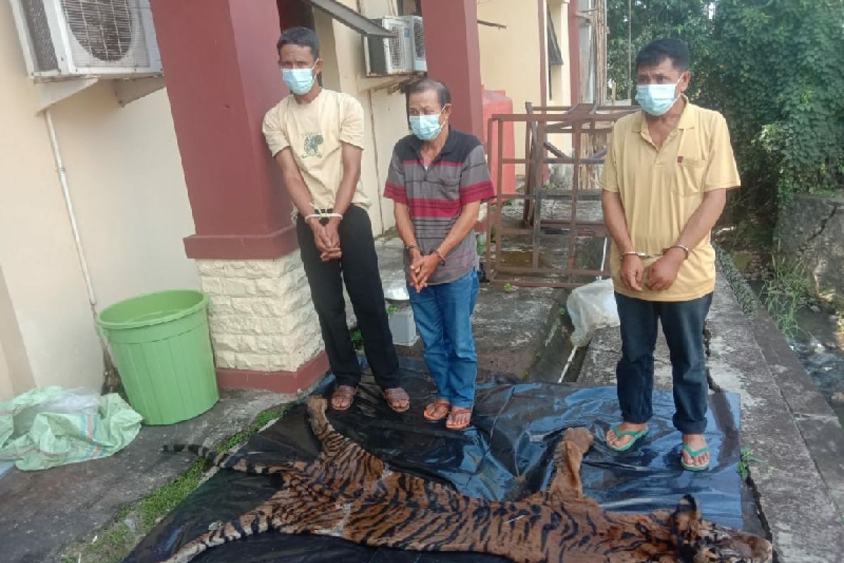 Polisi tangkap jaringan penjualan harimau sumatera