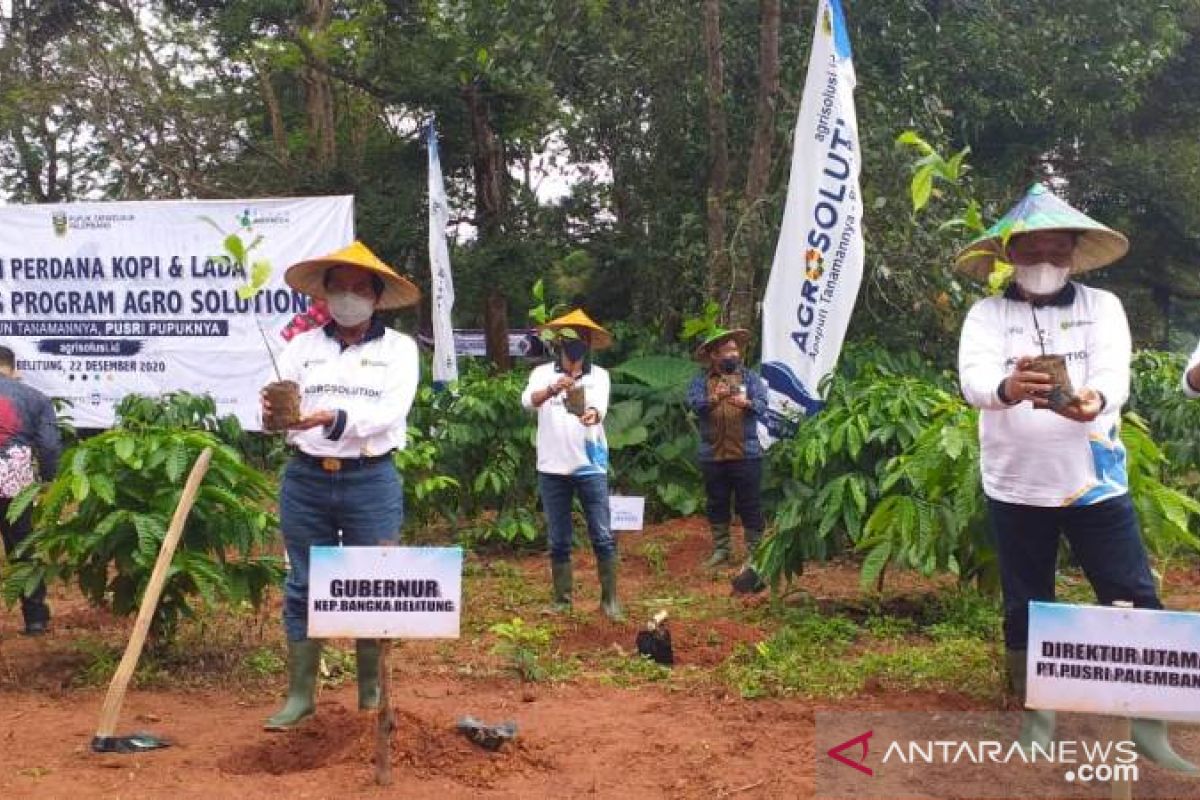 Wagub Babel - Dirut PT Pusri Palembang tanam kopi dan lada di Belitung Timur