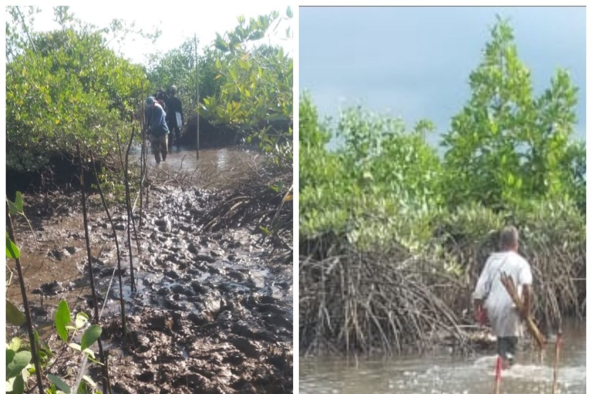 KSU Bahagia Keluarga Bahari Langkat tanam 132.000 batang mangrove