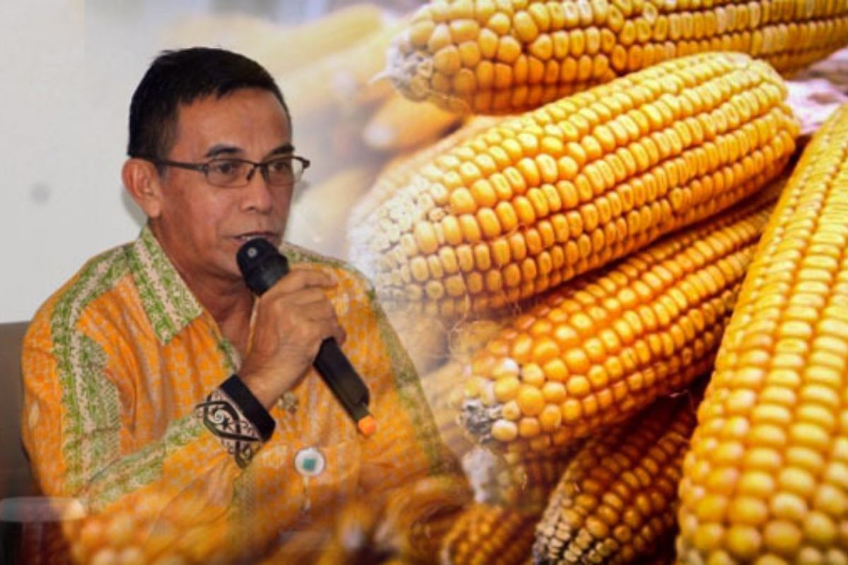 Gapoktan Paser panen 4.267 ton jagung