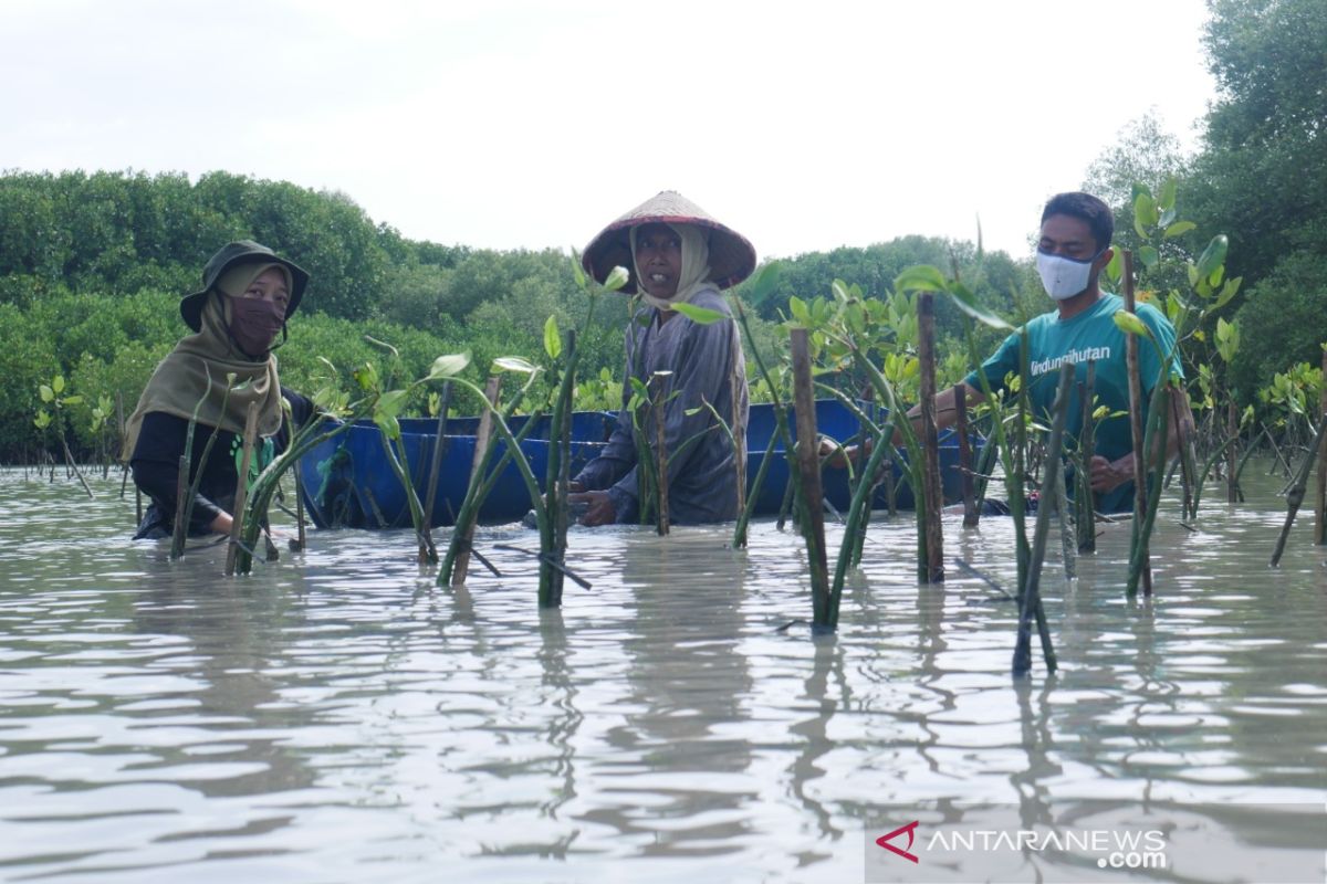 Pakai GoGreener, pelanggan Gojek bisa terus pantau pohon yang ditanam