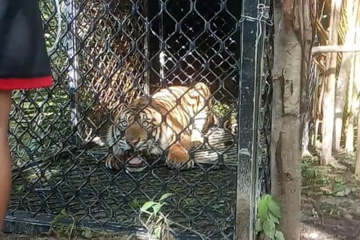 Harimau sumatera masuk perangkap BKSDA di Aceh Singkil
