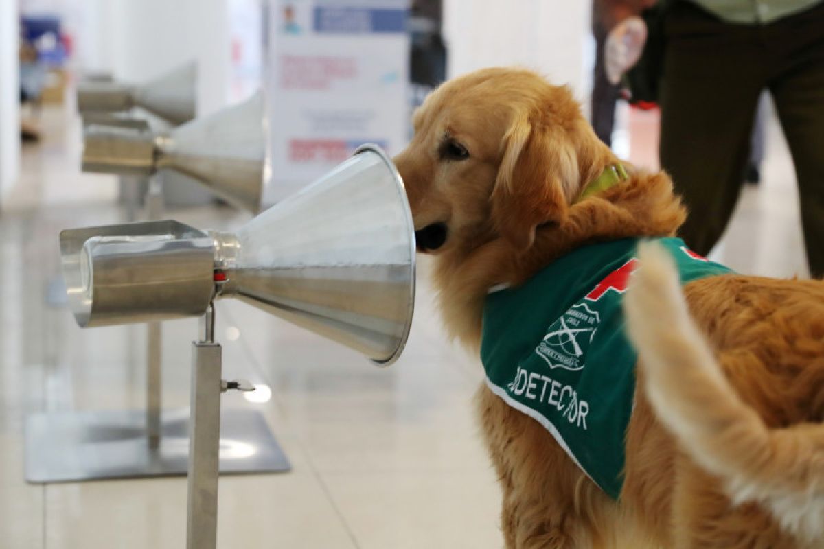 Anjing terlatih bertugas deteksi COVID-19 di bandara Santiago Chile