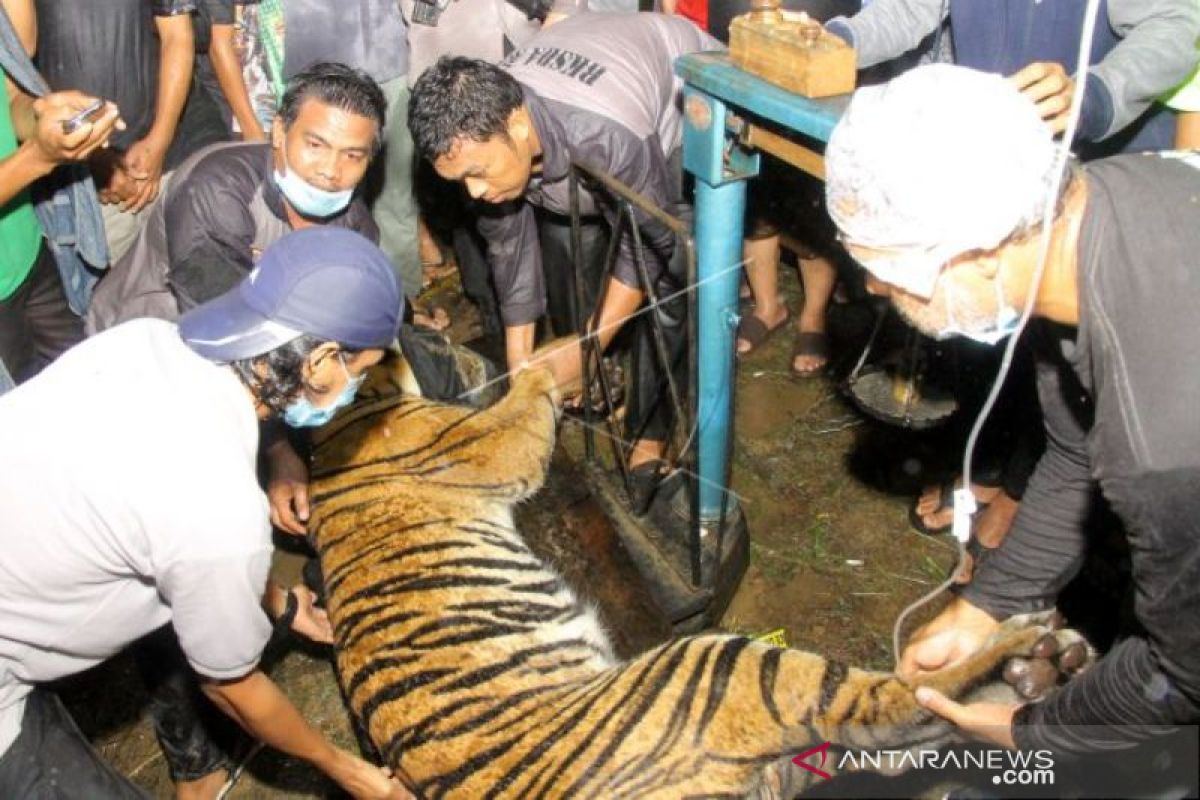 BKSDA tangkap seekor Harimau Sumatera jantan di Aceh Singkil