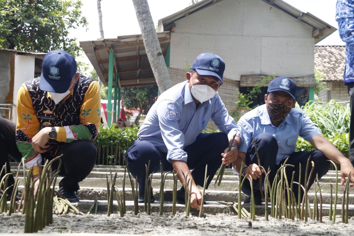 KKP: Pembibitan mangrove tingkatkan perekonomian desa pesisir